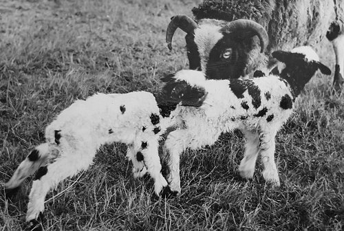 The flock of Jacob's Spanish Sheep remained as efficient airfield lawn mowers right up until 1944.